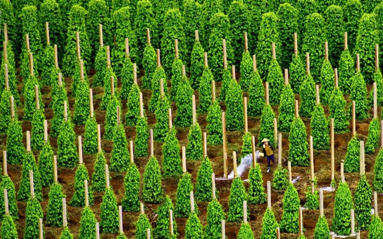 Vườn tiêu Khu Tượng