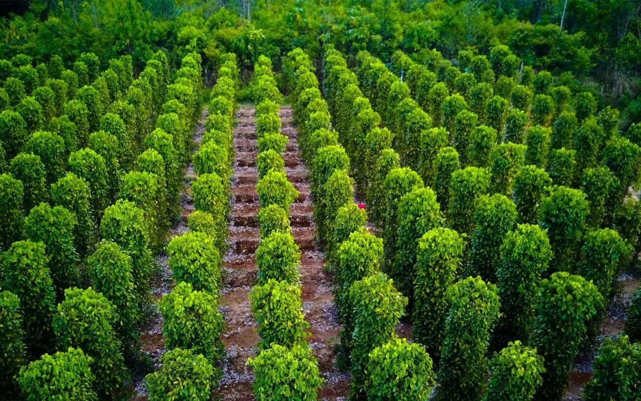 Vườn tiêu ở Phú Quốc