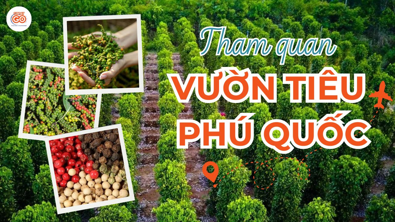 Vườn tiêu Phú Quốc