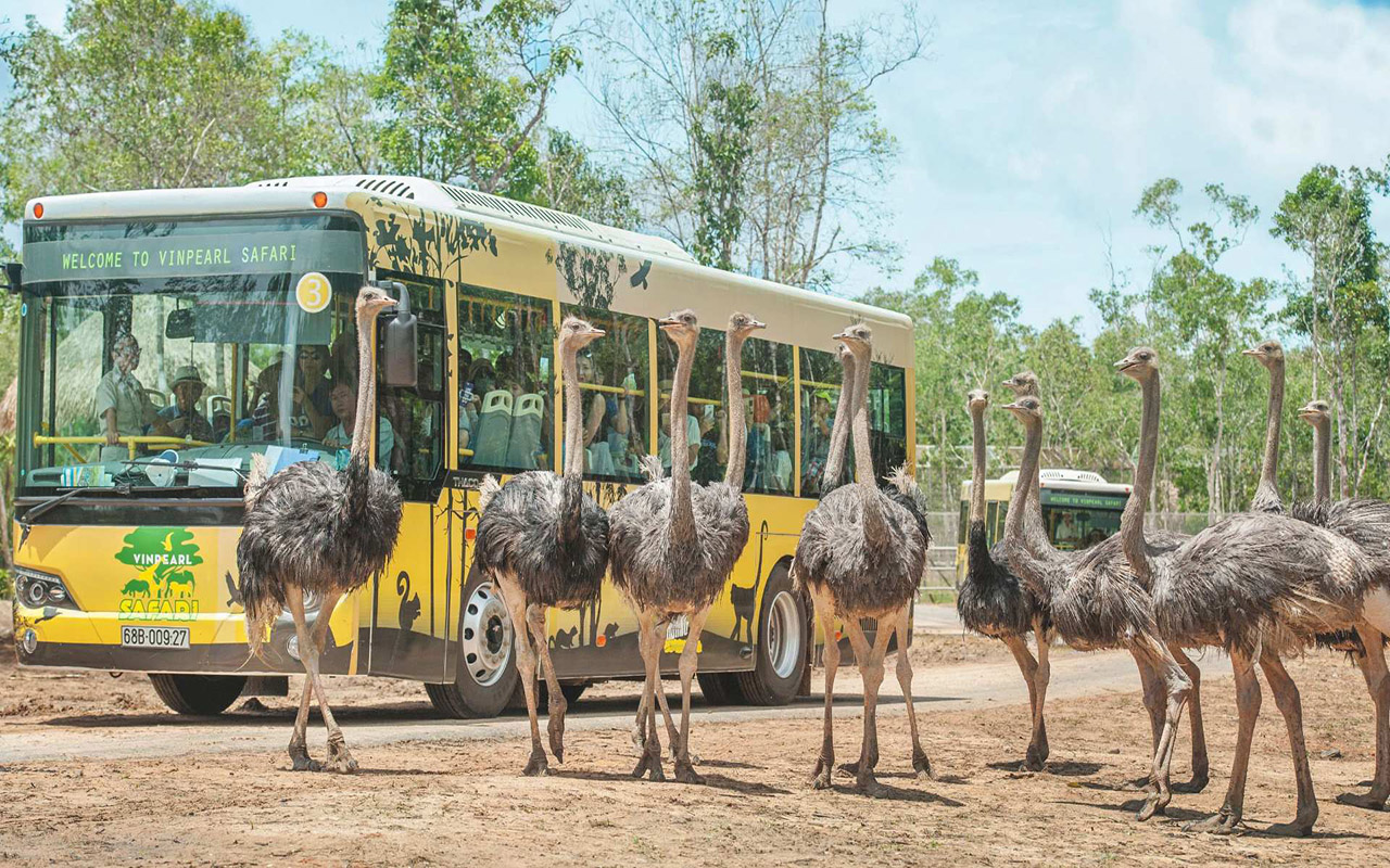 Vinpearl Safari Phú Quốc - Kinh nghiệm, giá vé chi tiết (2026) 6 giờ mở cửa vinpearl safari phú quốc