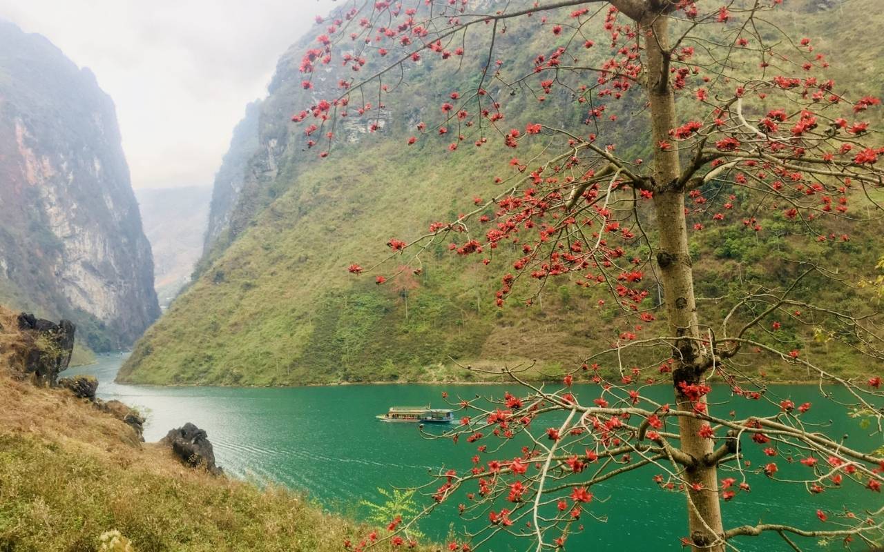 Sông Nho Quế Hà Giang - Check-in tuyệt tác của tự nhiên 2026 5 Ngập tràn sắc đỏ của hoa gạo từ tháng 2 đến tháng 3