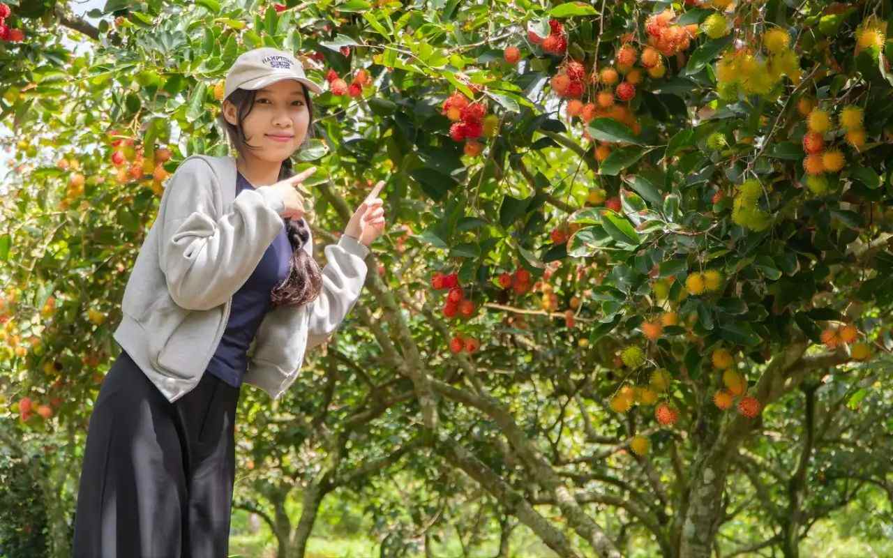 Vườn trái cây Cần Thơ - Top 5 miệt vườn nổi tiếng (2026) 2 Tham quan vườn trái cây Cần Thơ