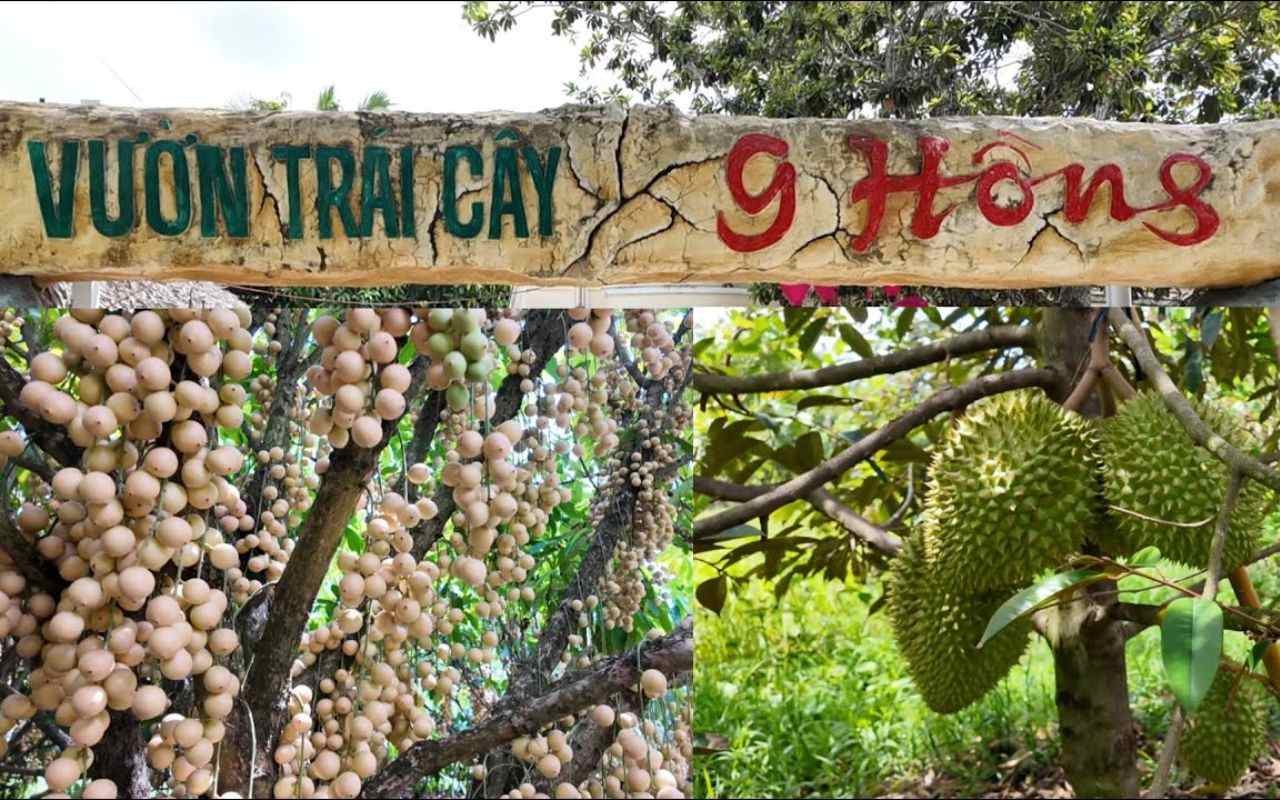 Vườn trái cây Cần Thơ - Top 5 miệt vườn nổi tiếng (2026) 7 Vườn trái cây 9 Hồng Cần Thơ