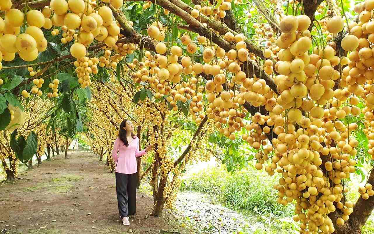 Vườn trái cây Cần Thơ - Top 5 miệt vườn nổi tiếng (2026) 6 Vườn trái cây Phong Điền Cần Thơ