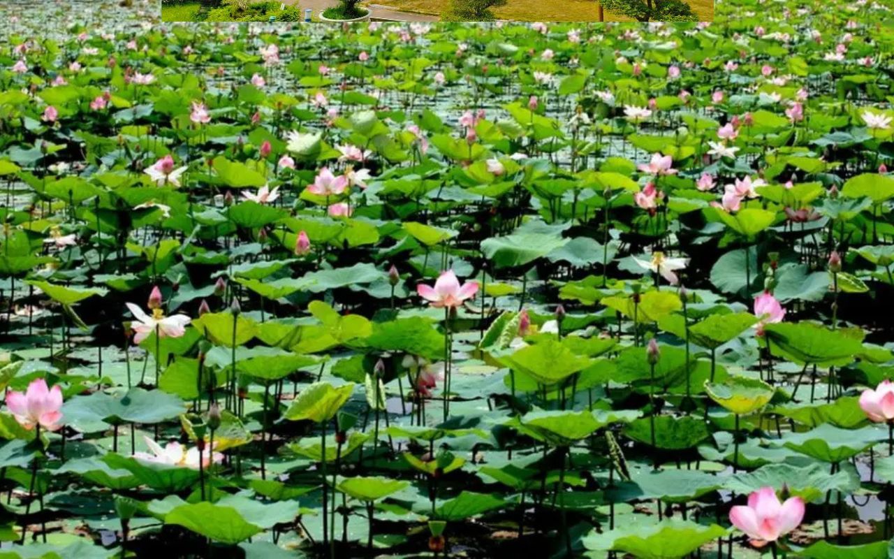 Đồng sen Tháp Mười